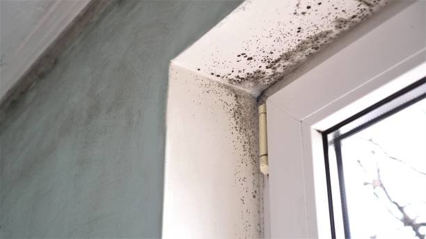 Best Office Mold Removal Services  in Coalfield, TN