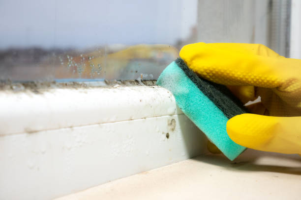 Professional Mold Removal in Coalfield, TN