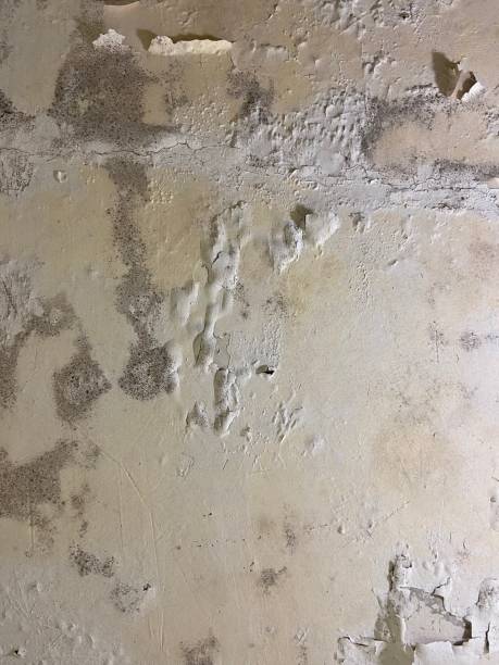 Best Certified Mold Removal  in Coalfield, TN